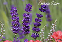 Load image into Gallery viewer, Close-up of purple lavender flowers with 'Calville Blanc' branding.perfect for office and a day to day perfume - calming and fresh  - no Oud - oil based 