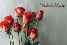 Load image into Gallery viewer, VELVET ROSE